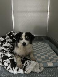 Reunited Male Dog last seen Grangerland Food Market, Grangerland, TX 77302