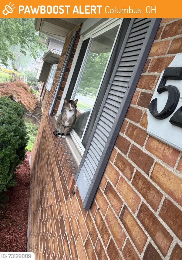 Found/Stray Unknown Cat last seen Dunloe Rd. Tuxworth Dr., Columbus, OH 43232