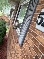 Found/Stray Unknown Cat last seen Dunloe Rd. Tuxworth Dr., Columbus, OH 43232