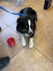 Found/Stray Male Dog last seen Sun Lakes blvd, Banning, CA 92220