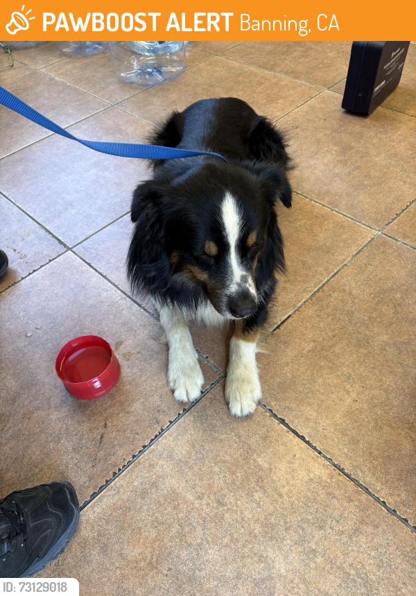 Found/Stray Male Dog last seen Sun Lakes blvd, Banning, CA 92220