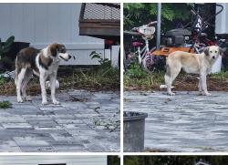 Found/Stray Unknown Dog last seen golfair and Pearl, Jacksonville, FL 32206