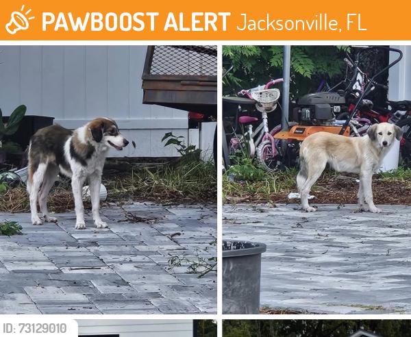 Found/Stray Unknown Dog last seen golfair and Pearl, Jacksonville, FL 32206