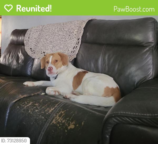 Reunited Male Dog last seen streets around 942 Delhi drive, Trenton, OH 45067