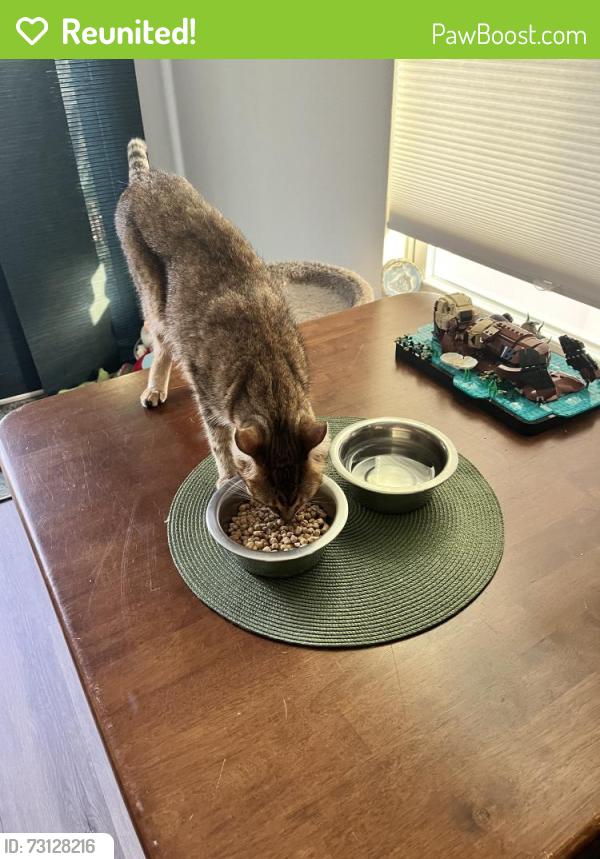 Reunited Female Cat last seen 6th and Begonia, Atlantic Beach, FL 32233