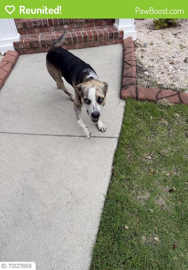 Reunited Male Dog last seen Finian Rd. And Masonboro Loop, Wilmington, NC 28409