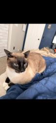 Lost Male Cat last seen 92nd and the graham libray, Graham, WA 98375