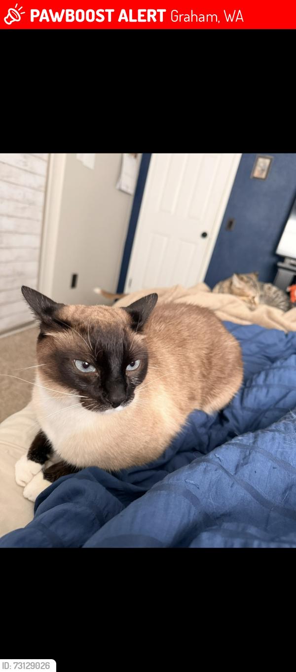 Lost Male Cat last seen 92nd and the graham libray, Graham, WA 98375