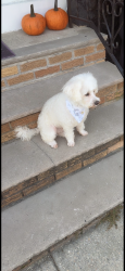 Lost Female Dog last seen 7th st, East Orange, NJ 07018