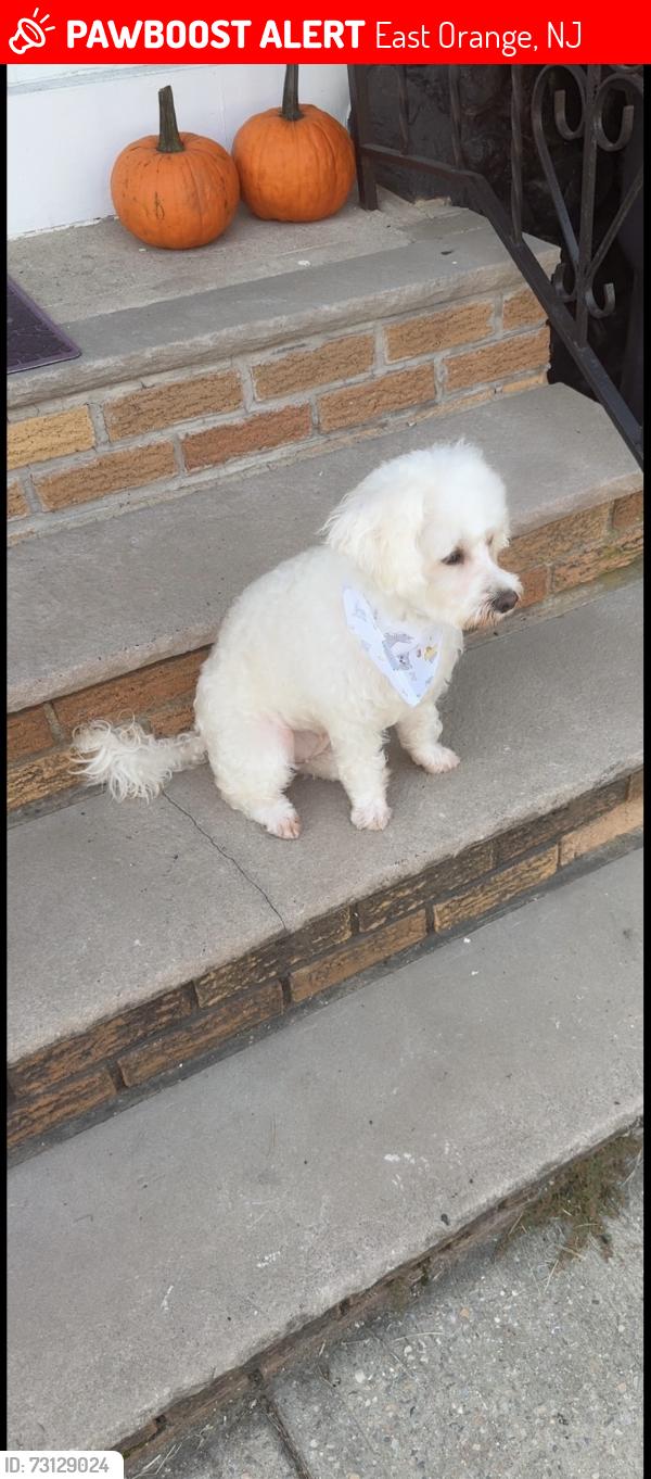 Lost Female Dog last seen 7th st, East Orange, NJ 07018