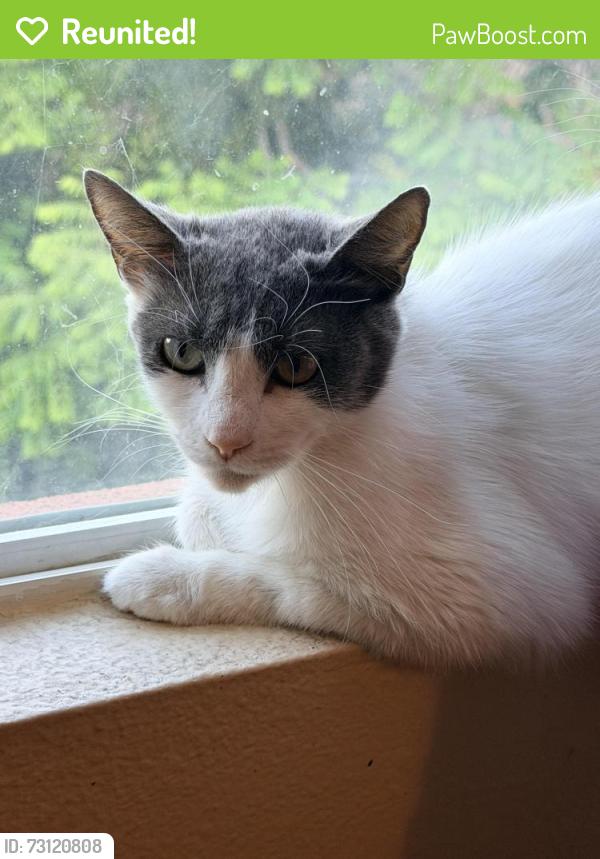 Reunited Female Cat last seen Silver sage, Chula Vista, CA 91915