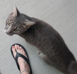 Found/Stray Unknown Cat last seen Salt Well Springs apmts, Shepherdsville, KY 40165
