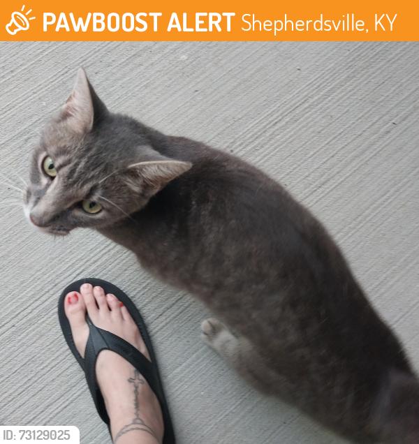 Found/Stray Unknown Cat last seen Salt Well Springs apmts, Shepherdsville, KY 40165