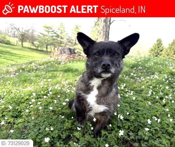 Lost Male Dog last seen Field, Spiceland, IN 46148