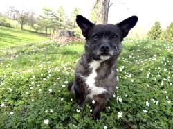 Lost Male Dog last seen Field, Spiceland, IN 46148
