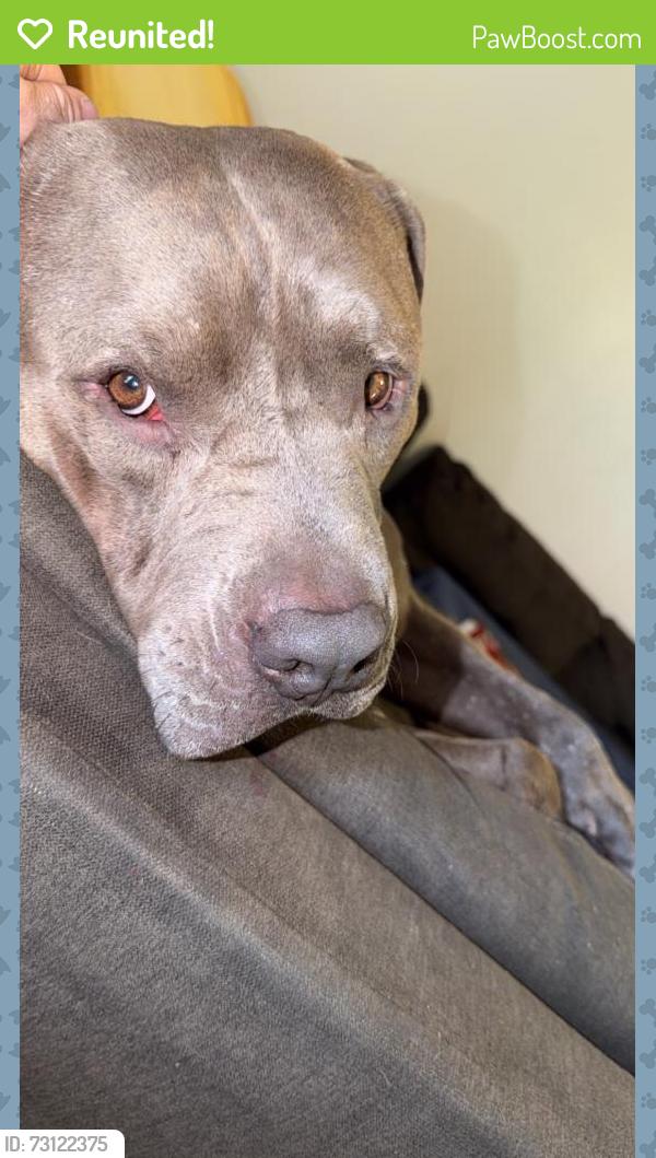 Reunited Male Dog last seen Glendale, AZ 85301, USA, Glendale, AZ 85301