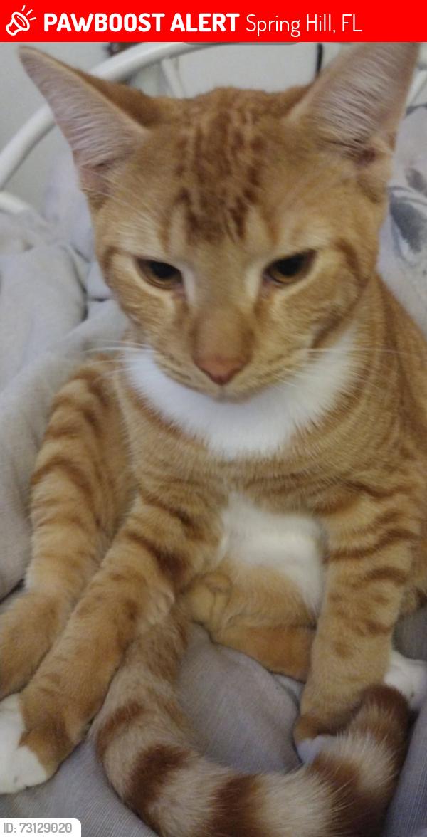 Lost Male Cat last seen golf course, Spring Hill, FL 34608
