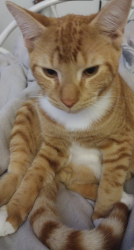 Lost Male Cat last seen golf course, Spring Hill, FL 34608