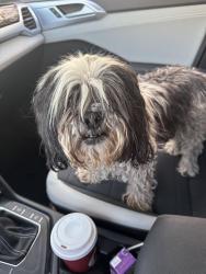 Found/Stray Male Dog last seen S Kinney and butts, Pima County, AZ 85735