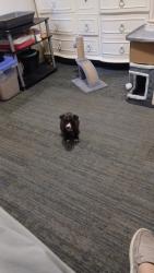 Found/Stray Male Dog last seen Reeces Tires, Summerville, GA 30747