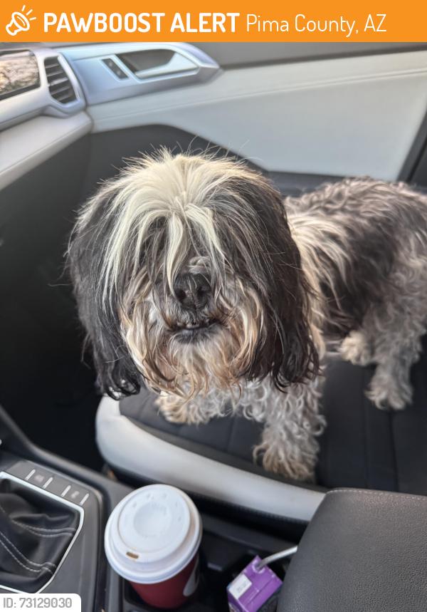 Found/Stray Male Dog last seen S Kinney and butts, Pima County, AZ 85735