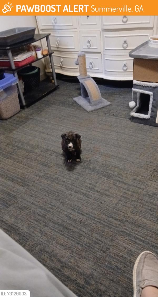 Found/Stray Male Dog last seen Reeces Tires, Summerville, GA 30747
