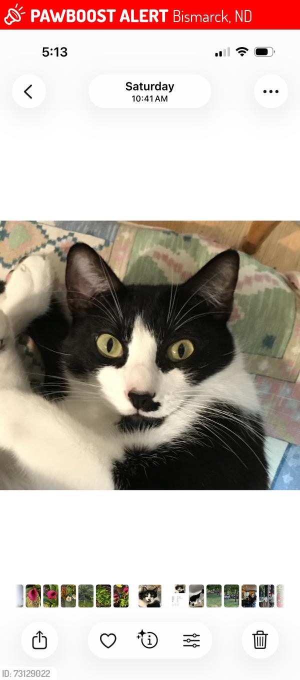 Lost Male Cat last seen Bismarck YMCA area, Bismarck, ND 58501
