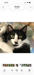 Lost Male Cat last seen Bismarck YMCA area, Bismarck, ND 58501
