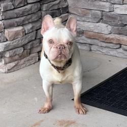 Reunited Male Dog last seen River Plantation Dr, Lula, GA 30554, USA, Lula, GA 30554