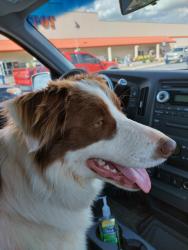 Reunited Female Dog last seen Grassy Creek Shopping Center, Knoxville, TN 37931