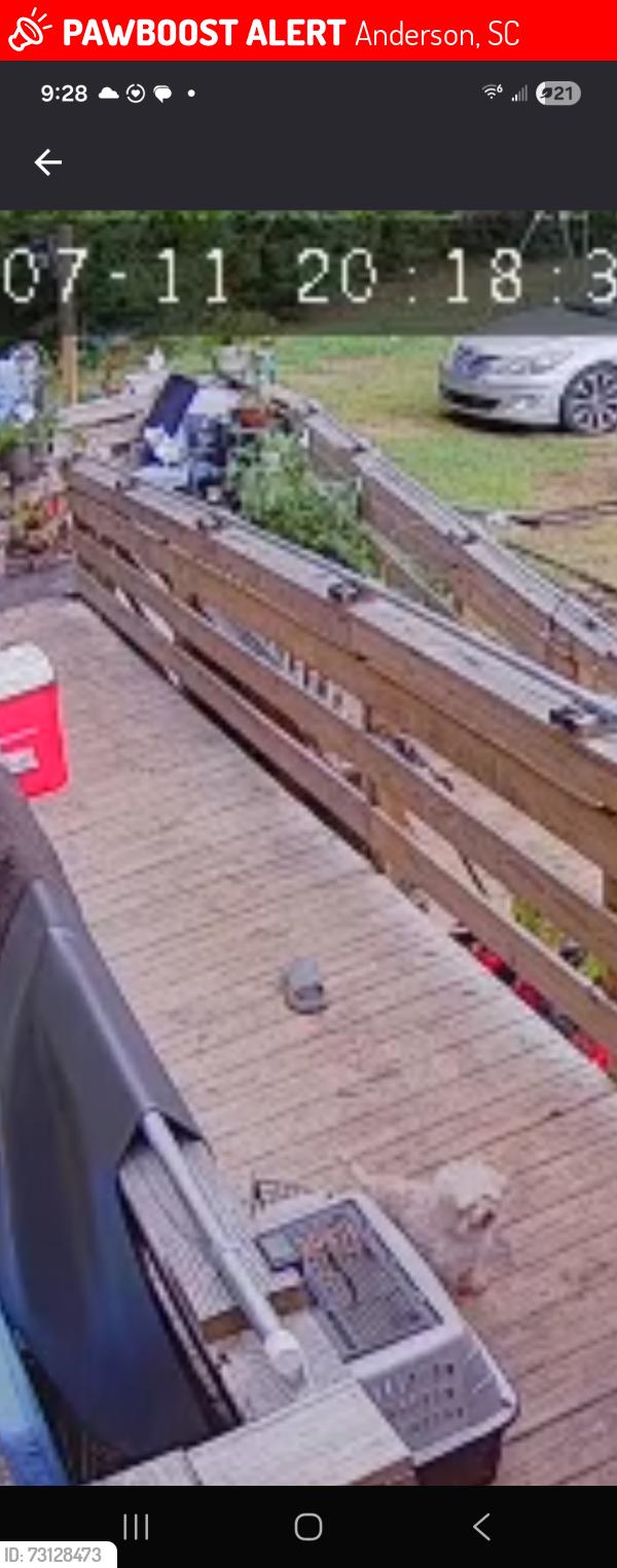 Lost Female Dog last seen Broadway lake, Anderson, SC 29621