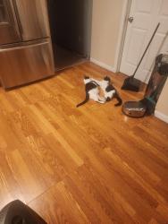 Lost Female Cat last seen East 79th in Chester Ave and church square, Cleveland, OH 44103