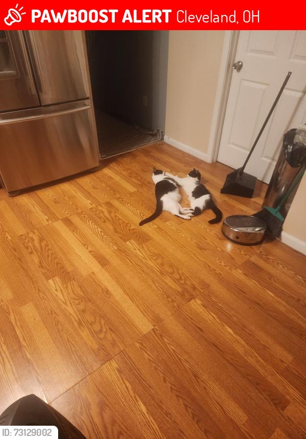 Lost Female Cat last seen East 79th in Chester Ave and church square, Cleveland, OH 44103
