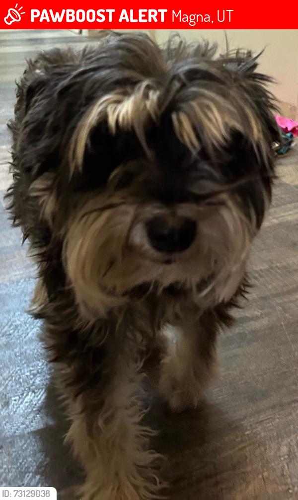 Lost Female Dog last seen Near West 3800 South, Magna, UT 84044