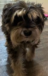 Lost Female Dog last seen Near West 3800 South, Magna, UT 84044