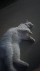 Found/Stray Unknown Cat last seen Westwind and Shell, Midland, TX 79707