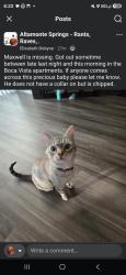 Reunited Male Cat last seen Boca Vista apmts, 434 and Cape Cod Lane, Altamonte Springs, FL 32701