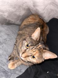 Lost Female Cat last seen Near constitution dr , Cincinnati, OH 45215