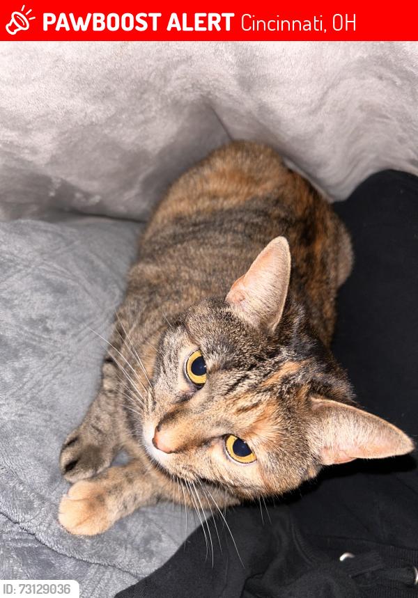 Lost Female Cat last seen Near constitution dr , Cincinnati, OH 45215