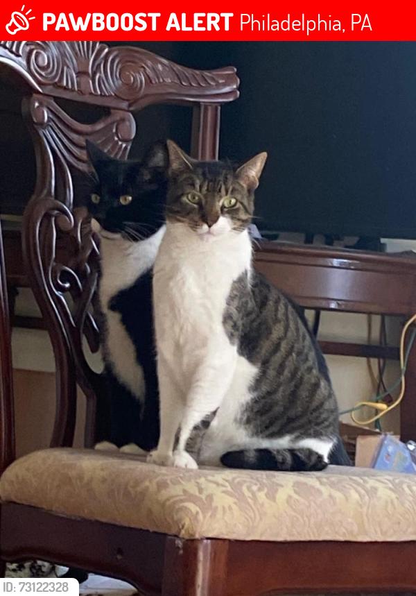 Lost Male Cat last seen Philadelphia, PA. 19143, Philadelphia, PA 19143