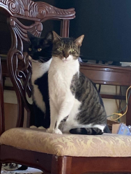 Lost Male Cat last seen Philadelphia, PA. 19143, Philadelphia, PA 19143