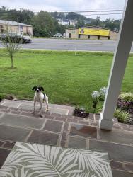 Found/Stray Male Dog last seen Bluebird Stained Glass Studio, Fredericksburg, VA 22405