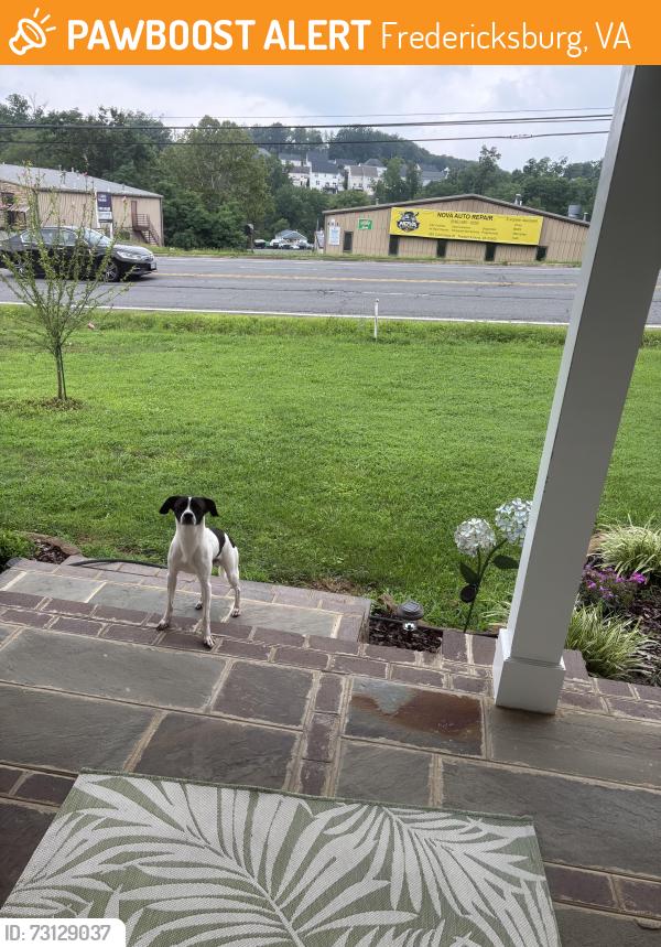 Found/Stray Male Dog last seen Bluebird Stained Glass Studio, Fredericksburg, VA 22405