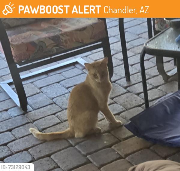 Found/Stray Male Cat last seen Riggs and Cooper, Chandler, AZ 85249