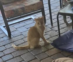 Found/Stray Male Cat last seen Riggs and Cooper, Chandler, AZ 85249