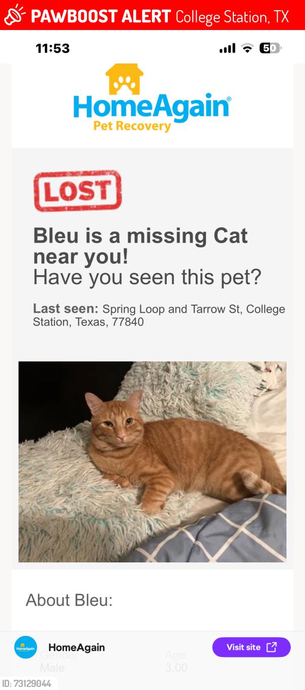 Lost Male Cat last seen Spring loop and Tarrow st, College Station, TX 77840