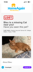 Lost Male Cat last seen Spring loop and Tarrow st, College Station, TX 77840