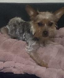 Found/Stray Female Dog last seen Weber, Columbus, OH 43211