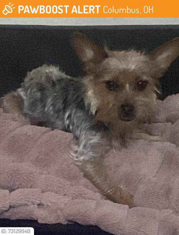 Found/Stray Female Dog last seen Weber, Columbus, OH 43211
