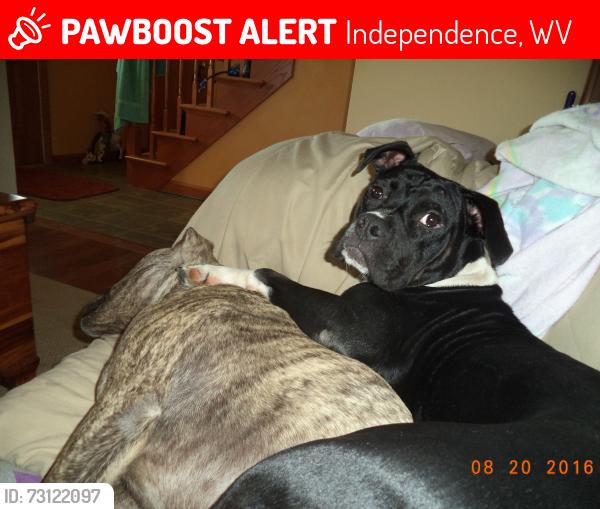Lost Female Dog last seen Sinsel Lane, Independence, WV 26374